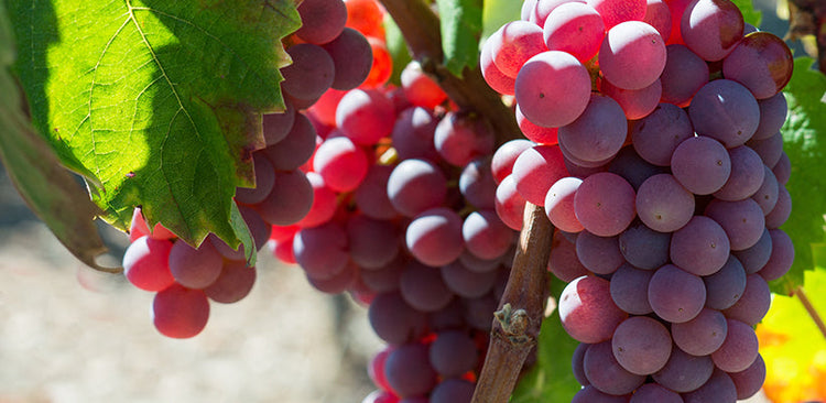 Pinot Noir
