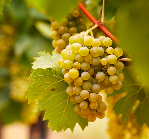 Chardonnay